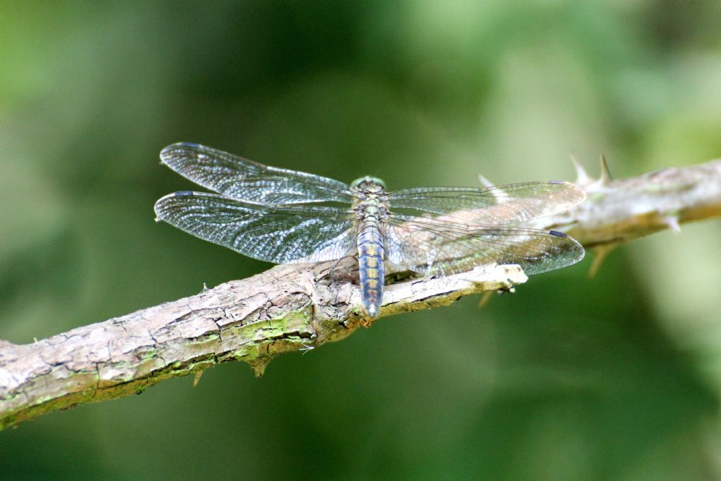 Orthetrum albistylum femmina?